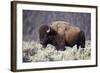 Bison (Bison Bison) Bull-James-Framed Photographic Print