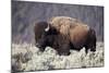 Bison (Bison Bison) Bull-James-Mounted Photographic Print