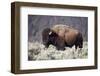 Bison (Bison Bison) Bull-James-Framed Photographic Print