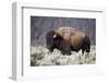 Bison (Bison Bison) Bull-James-Framed Photographic Print