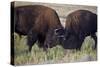 Bison (Bison Bison) Bulls Sparring-James Hager-Stretched Canvas