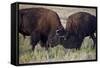 Bison (Bison Bison) Bulls Sparring-James Hager-Framed Stretched Canvas
