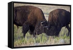 Bison (Bison Bison) Bulls Sparring-James Hager-Framed Stretched Canvas