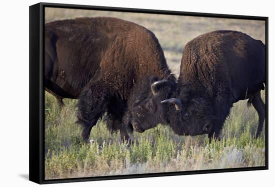 Bison (Bison Bison) Bulls Sparring-James Hager-Framed Stretched Canvas