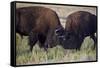 Bison (Bison Bison) Bulls Sparring-James Hager-Framed Stretched Canvas