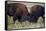 Bison (Bison Bison) Bulls Sparring-James Hager-Framed Stretched Canvas
