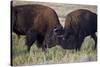 Bison (Bison Bison) Bulls Sparring-James Hager-Stretched Canvas
