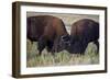 Bison (Bison Bison) Bulls Sparring-James Hager-Framed Photographic Print