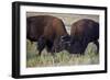 Bison (Bison Bison) Bulls Sparring-James Hager-Framed Photographic Print