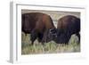 Bison (Bison Bison) Bulls Sparring-James Hager-Framed Photographic Print