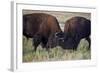Bison (Bison Bison) Bulls Sparring-James Hager-Framed Photographic Print