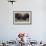Bison (Bison Bison) Bulls Sparring-James Hager-Framed Photographic Print displayed on a wall