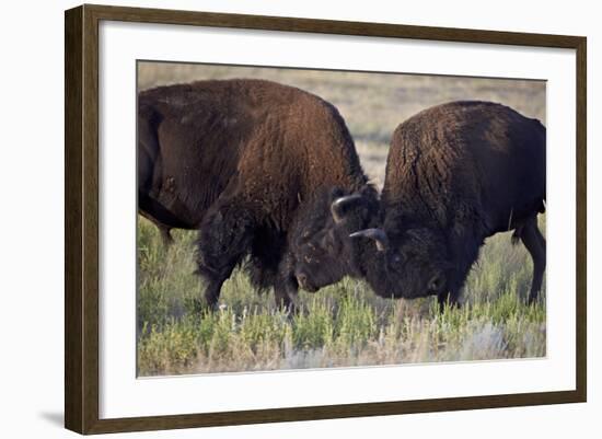 Bison (Bison Bison) Bulls Sparring-James Hager-Framed Photographic Print