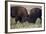 Bison (Bison Bison) Bulls Sparring-James Hager-Framed Photographic Print