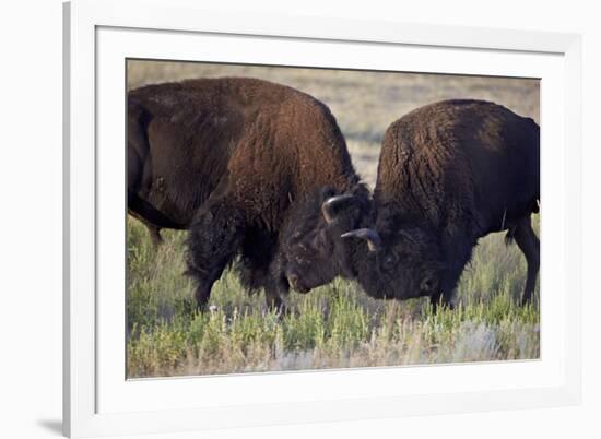 Bison (Bison Bison) Bulls Sparring-James Hager-Framed Photographic Print