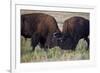 Bison (Bison Bison) Bulls Sparring-James Hager-Framed Photographic Print