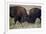 Bison (Bison Bison) Bulls Sparring-James Hager-Framed Photographic Print