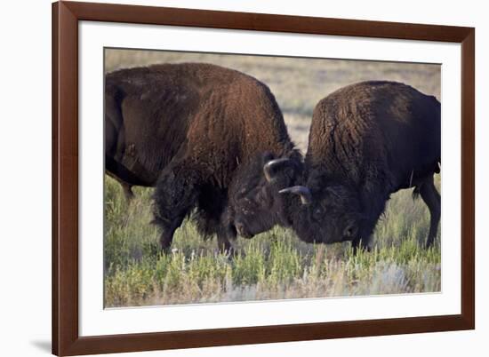 Bison (Bison Bison) Bulls Sparring-James Hager-Framed Photographic Print