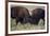 Bison (Bison Bison) Bulls Sparring-James Hager-Framed Photographic Print