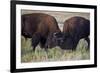 Bison (Bison Bison) Bulls Sparring-James Hager-Framed Photographic Print