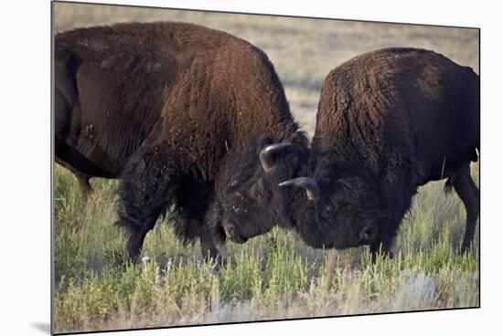 Bison (Bison Bison) Bulls Sparring-James Hager-Mounted Photographic Print