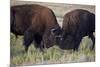 Bison (Bison Bison) Bulls Sparring-James Hager-Mounted Photographic Print