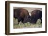 Bison (Bison Bison) Bulls Sparring-James Hager-Framed Photographic Print