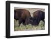 Bison (Bison Bison) Bulls Sparring-James Hager-Framed Photographic Print