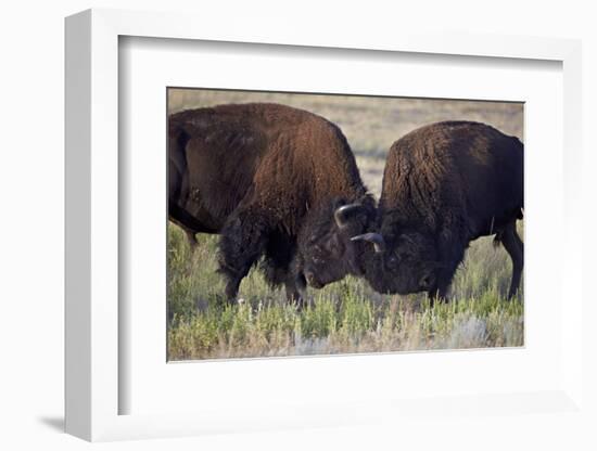 Bison (Bison Bison) Bulls Sparring-James Hager-Framed Photographic Print