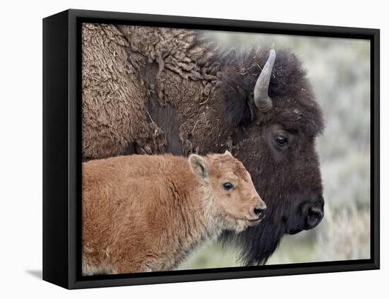 Bison (Bison Bison) Calf in Front of its Mother, Yellowstone National Park, Wyoming, USA-James Hager-Framed Stretched Canvas