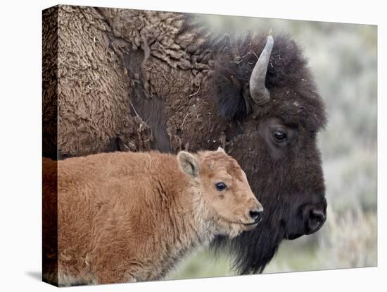 Bison (Bison Bison) Calf in Front of its Mother, Yellowstone National Park, Wyoming, USA-James Hager-Stretched Canvas