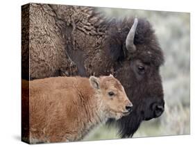 Bison (Bison Bison) Calf in Front of its Mother, Yellowstone National Park, Wyoming, USA-James Hager-Stretched Canvas