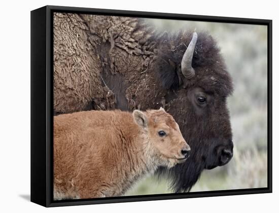 Bison (Bison Bison) Calf in Front of its Mother, Yellowstone National Park, Wyoming, USA-James Hager-Framed Stretched Canvas