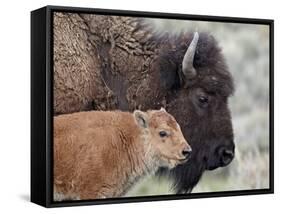 Bison (Bison Bison) Calf in Front of its Mother, Yellowstone National Park, Wyoming, USA-James Hager-Framed Stretched Canvas