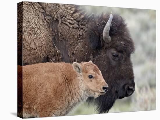 Bison (Bison Bison) Calf in Front of its Mother, Yellowstone National Park, Wyoming, USA-James Hager-Stretched Canvas