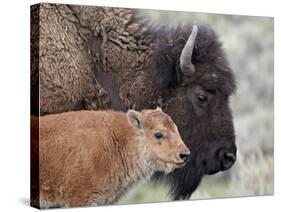 Bison (Bison Bison) Calf in Front of its Mother, Yellowstone National Park, Wyoming, USA-James Hager-Stretched Canvas