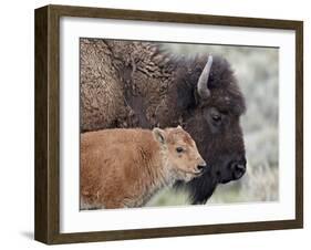 Bison (Bison Bison) Calf in Front of its Mother, Yellowstone National Park, Wyoming, USA-James Hager-Framed Photographic Print