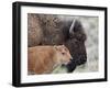 Bison (Bison Bison) Calf in Front of its Mother, Yellowstone National Park, Wyoming, USA-James Hager-Framed Photographic Print