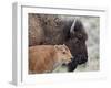 Bison (Bison Bison) Calf in Front of its Mother, Yellowstone National Park, Wyoming, USA-James Hager-Framed Photographic Print