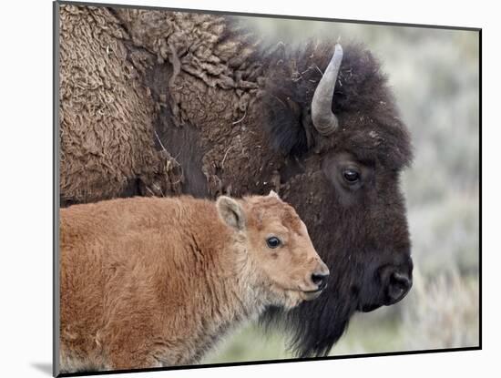 Bison (Bison Bison) Calf in Front of its Mother, Yellowstone National Park, Wyoming, USA-James Hager-Mounted Photographic Print