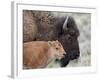 Bison (Bison Bison) Calf in Front of its Mother, Yellowstone National Park, Wyoming, USA-James Hager-Framed Photographic Print