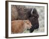 Bison (Bison Bison) Calf in Front of its Mother, Yellowstone National Park, Wyoming, USA-James Hager-Framed Photographic Print