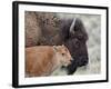 Bison (Bison Bison) Calf in Front of its Mother, Yellowstone National Park, Wyoming, USA-James Hager-Framed Photographic Print