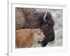 Bison (Bison Bison) Calf in Front of its Mother, Yellowstone National Park, Wyoming, USA-James Hager-Framed Photographic Print