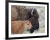 Bison (Bison Bison) Calf in Front of its Mother, Yellowstone National Park, Wyoming, USA-James Hager-Framed Photographic Print