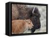 Bison (Bison Bison) Calf in Front of its Mother, Yellowstone National Park, Wyoming, USA-James Hager-Framed Stretched Canvas