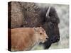 Bison (Bison Bison) Calf in Front of its Mother, Yellowstone National Park, Wyoming, USA-James Hager-Stretched Canvas