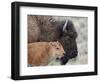 Bison (Bison Bison) Calf in Front of its Mother, Yellowstone National Park, Wyoming, USA-James Hager-Framed Photographic Print