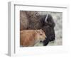 Bison (Bison Bison) Calf in Front of its Mother, Yellowstone National Park, Wyoming, USA-James Hager-Framed Photographic Print