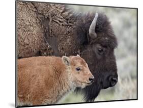 Bison (Bison Bison) Calf in Front of its Mother, Yellowstone National Park, Wyoming, USA-James Hager-Mounted Photographic Print